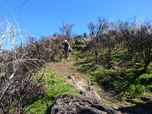 madeira