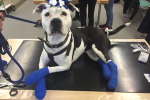15.12.2020 Erste-Hilfe am Hund